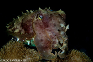 Broadclub Cuttlefish - Wakatobi Resort
Nikon D90 in Aqua... by Jacob Mortensen 